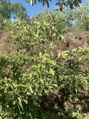 Terminalia phanerophlebia