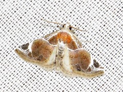 Eublemma costimacula