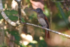 Rufous-Winged Philentoma photo 2