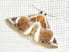 Eublemma costimacula