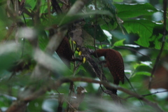 Micropternus brachyurus