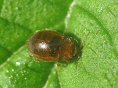 Rhyzobius litura