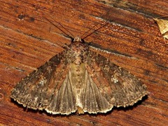Condica capensis