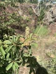 Terminalia phanerophlebia