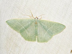 Thalassodes quadraria