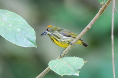 Yellow-Breasted Flowerpecker photo 4