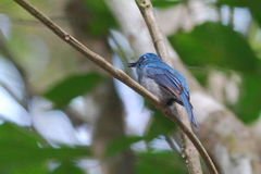 Cyornis unicolor