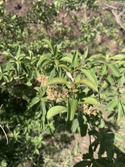 Terminalia phanerophlebia