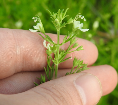 Image of Teucrium trifidum by (c) Matthew Fainman, some rights reserved (CC BY)