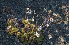 Eremogone tschuktschorum