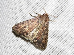 Condica capensis