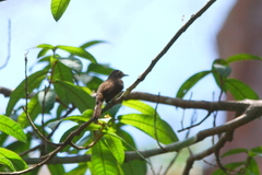 Rubigula erythropthalmos