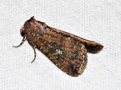Condica capensis