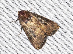 Condica capensis