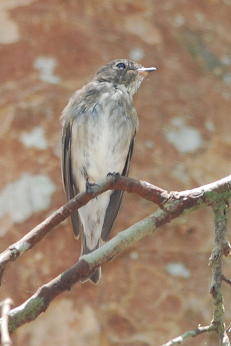 Dark-sided Flycatcher