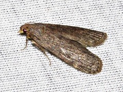 Lamoria adaptella