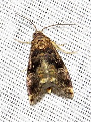 Acontiola hypoxantha