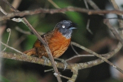 Grey-Headed Babbler photo 2