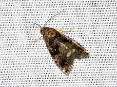 Acontiola hypoxantha