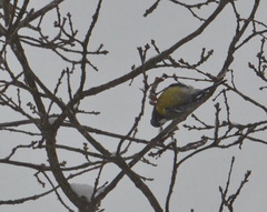 Parus major