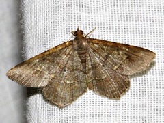 Chiasmia confuscata