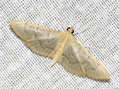 Poliobotys ablactalis