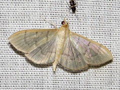 Poliobotys ablactalis