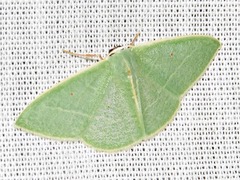 Neromia rubripunctilla