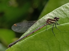 Onychargia