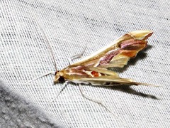 Agathodes musivalis