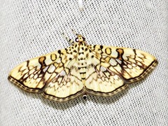 Haritalodes