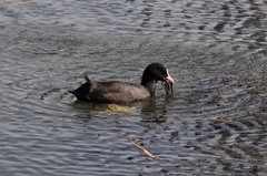 Fulica atra