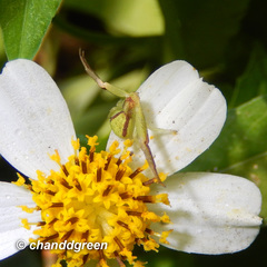 Ebrechtella pseudovatia