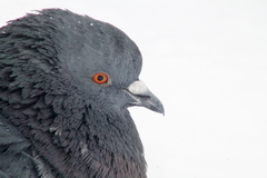 Columba livia domestica