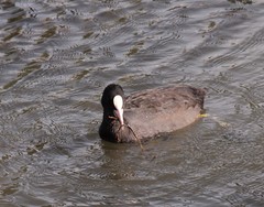 Fulica atra