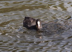 Fulica atra