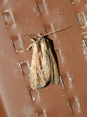 Apamea verbascoides