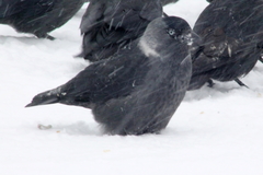 Corvus monedula
