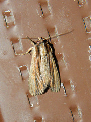 Apamea verbascoides