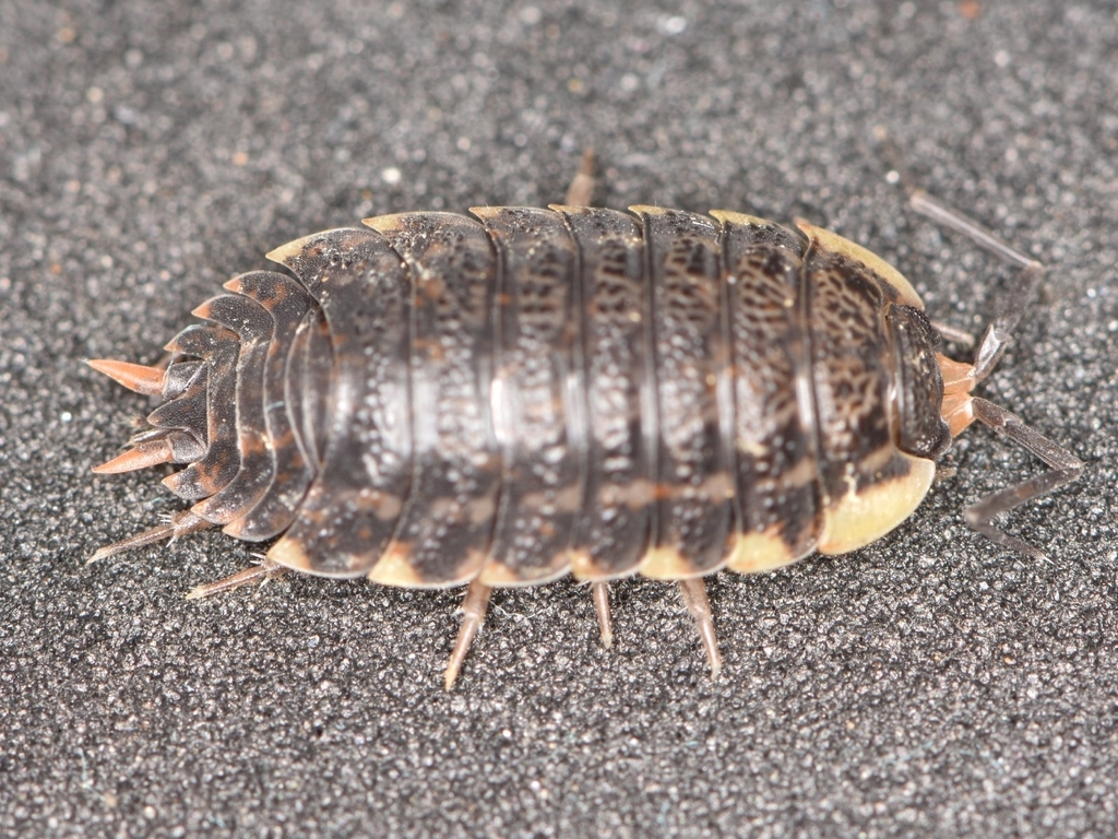 Trachelipus lutshnikii