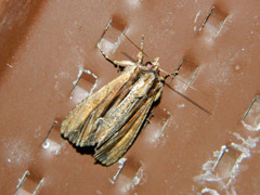 Apamea verbascoides