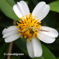 Ebrechtella pseudovatia