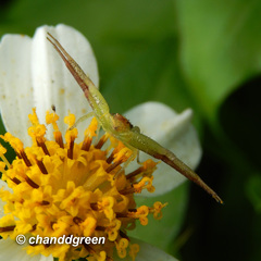 Ebrechtella pseudovatia