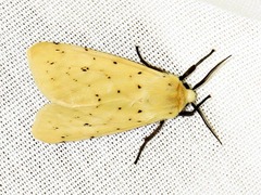 Eyralpenus testaceus