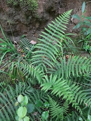 Amauropelta bergiana