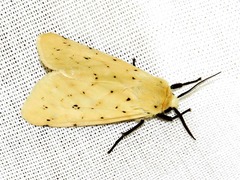 Eyralpenus testaceus