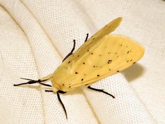 Eyralpenus testaceus