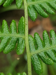 Amauropelta bergiana