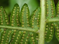 Amauropelta bergiana