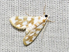 Obtusipalpis pardalis